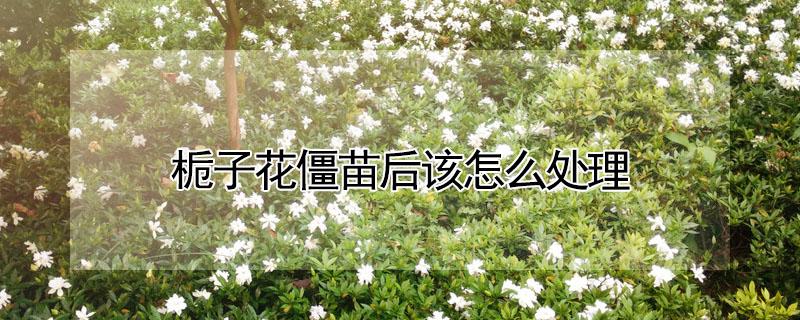 栀子花僵苗后该怎么处理(栀子花僵苗怎么样救活)