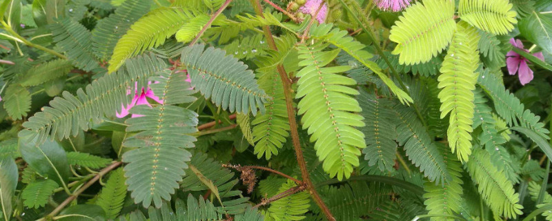 含羞草怎么移植（含羞草移植能养活吗）