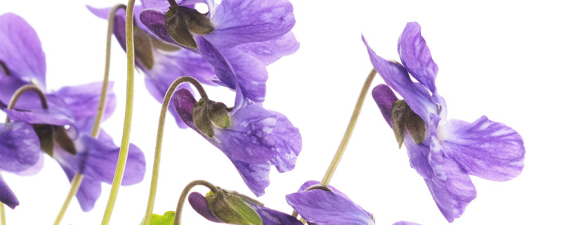 怎么让紫罗兰往上长(紫罗兰长得太长了怎么办)