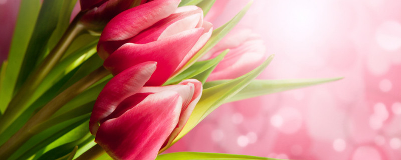 郁金香养在室内可以吗 郁金香能放在室内养吗