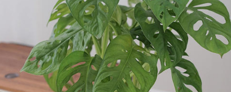 龟背竹在北方能养活吗 北方可以养龟背竹吗