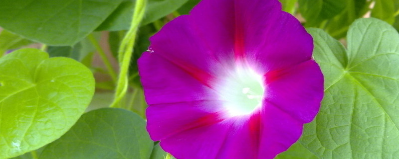 牵牛花长太高怎么办（牵牛花长高了怎么办）