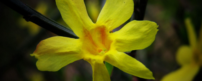 迎春花有毒吗（迎春花有毒吗能在家里养吗）