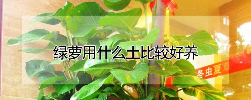 绿萝用什么土比较好养（绿萝用什么土比较好养视频）