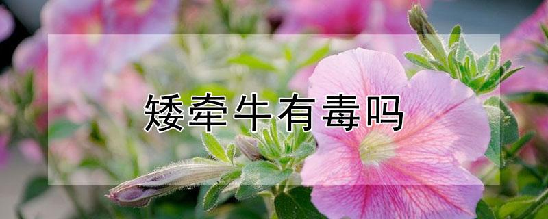 矮牵牛有毒吗（重瓣矮牵牛有毒吗）