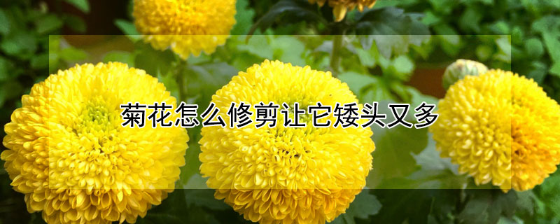 菊花怎么修剪让它矮头又多（菊花长高了怎么修剪）