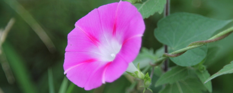 牵牛花移栽后新叶变干怎么办（牵牛花叶子干枯怎么办）