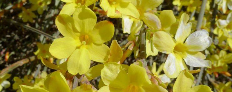 迎春花根会不会发芽（迎春花根断了能栽活吗）