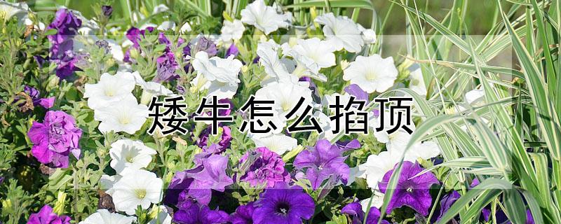 矮牛怎么掐顶 矮牵牛怎么掐尖