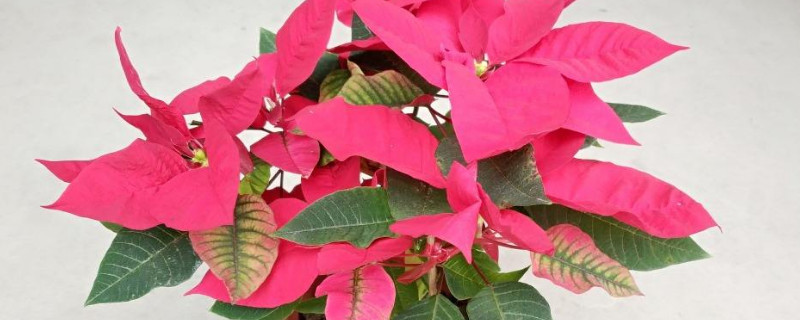 一品红几天浇一次水 一品红多长时间浇一次水