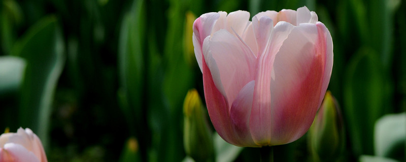 郁金香能在家里养吗 郁金香不能养在家里吗