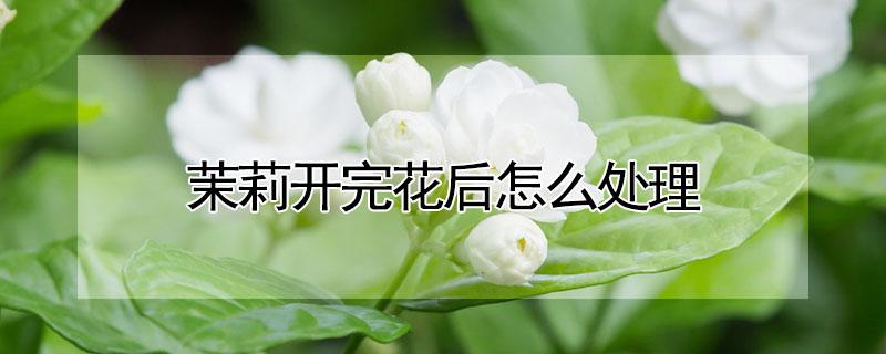 茉莉开完花后怎么处理（茉莉花开完花后怎么管理）