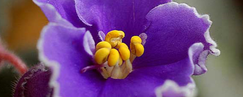 非洲紫罗兰怎么养（非洲紫罗兰怎么养才能更旺盛）