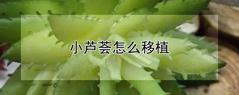 小芦荟怎么移植（小芦荟怎么移植方法）