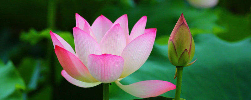 荷花可以吃吗（令箭荷花可以吃吗）