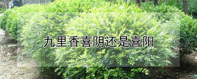 九里香喜阴还是喜阳（九里香好养吗喜阴喜阳）