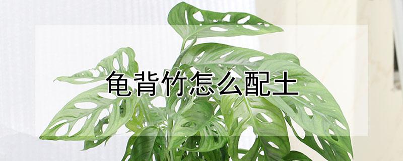 龟背竹怎么配土 龟背竹用什么土栽培