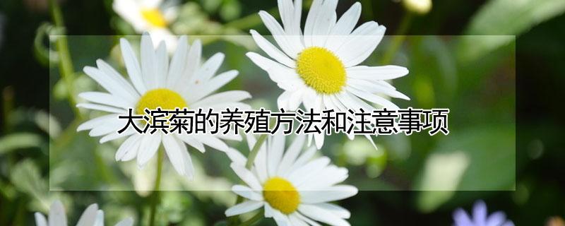 大滨菊的养殖方法和注意事项 大滨菊的养殖方法和注意事项大滨菊什么时候移栽