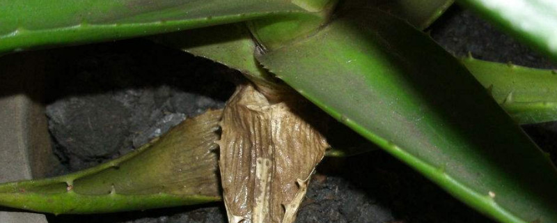 芦荟叶子干瘪能恢复吗（芦荟叶子干瘪怎么回事）