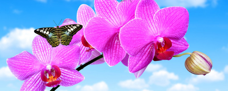 蝴蝶兰秋季如何养 冬季养蝴蝶兰的技巧