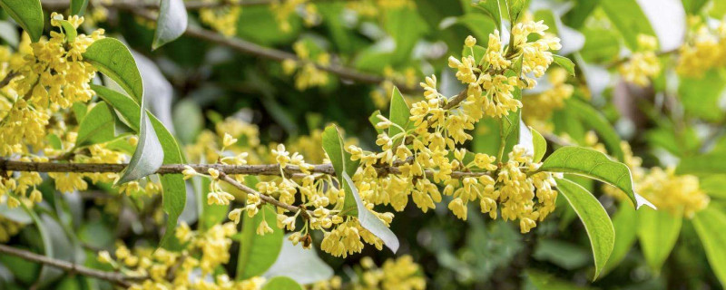 桂花叶子卷是什么原因（桂花叶子有点卷曲是怎么回事）