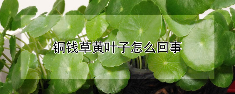 铜钱草黄叶子怎么回事（铜钱草黄叶子怎么回事水养）