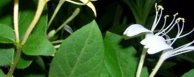 金银花的修剪时间和修剪方法（盆栽金银花的修剪时间和修剪方法）