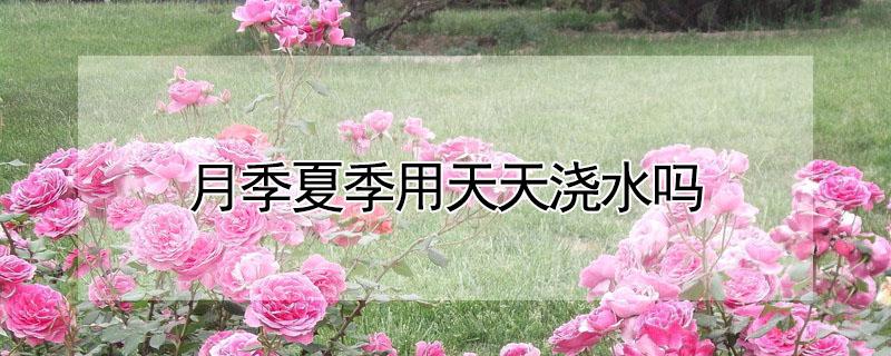 月季夏季用天天浇水吗（月季夏天要天天浇水吗）