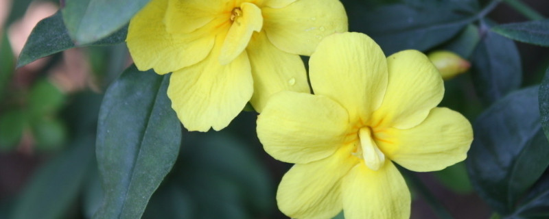 迎春花什么时候修剪 迎春花什么时候修剪开花多