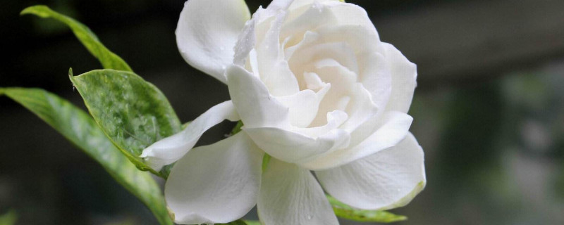 栀子花水培插扦方法（栀子插枝水培方法）