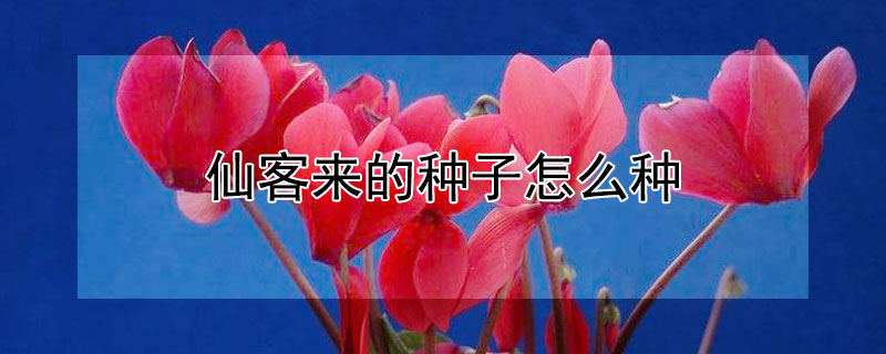 仙客来的种子怎么种（仙客来的种子怎么种植视频）