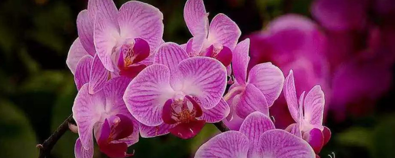 蝴蝶兰的繁殖方法有几种 蝴蝶兰的繁殖方法和栽培技术