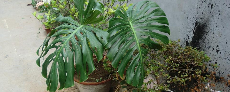 龟背竹能晒太阳吗 龟背竹到底能不能晒太阳