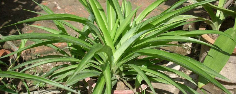 吊兰怎么养才能爆盆 如何水养吊兰爆盆