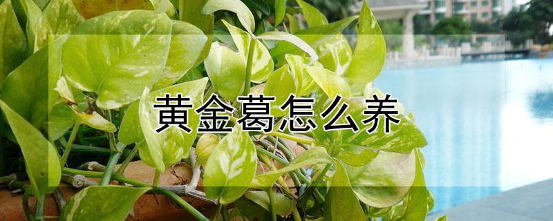 黄金葛怎么养（黄金葛怎么养才能更旺盛）