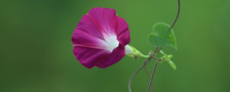 牵牛花对孕妇有影响吗(孕妇能养牵牛花吗)