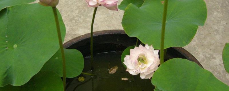 大水缸里荷花藕怎么种 大水缸种莲藕养鱼