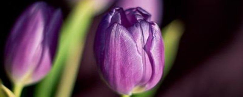 水培郁金香能留种吗 水培郁金香好种吗