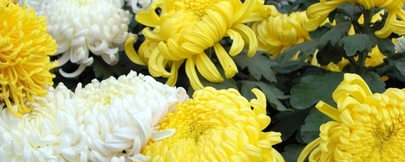 菊花种子怎么播种（菊花种子怎么播种发芽）