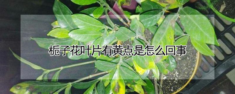 栀子花叶片有黄点是怎么回事(栀子花叶片上有黄点点)