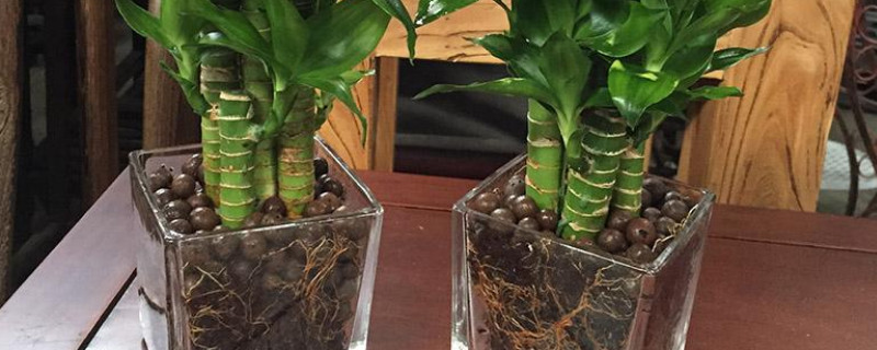 土培富贵竹的养殖方法和注意事项(富贵竹土养的养殖方法和注意事项)