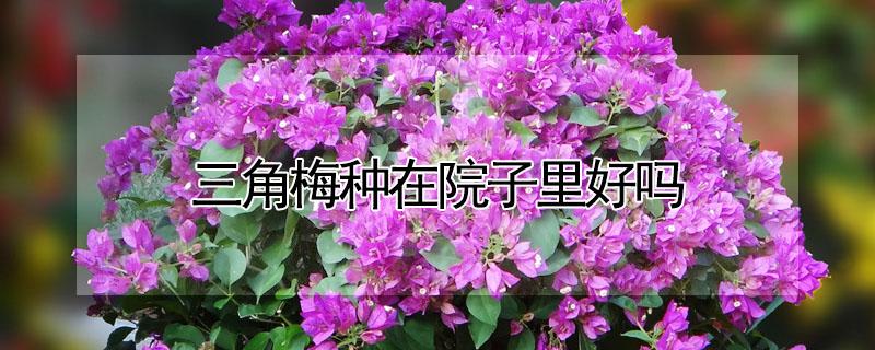 三角梅种在院子里好吗(院内可以种三角梅吗)