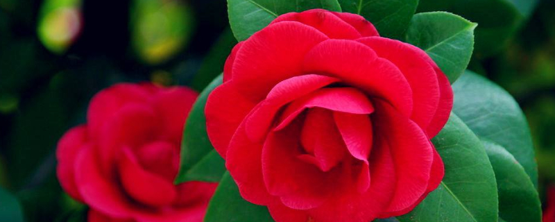 茶花叶子发黑掉了是什么原因 茶花叶边发黑掉了是什么原因