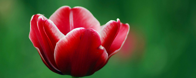 郁金香春天种植可以吗 郁金香开春种可以吗