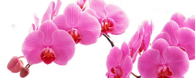 蝴蝶兰根系不好怎么办（蝴蝶兰的根系没有了怎么办）