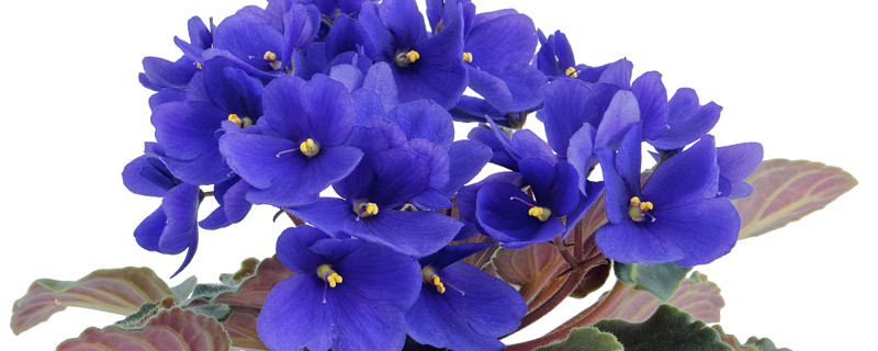 紫罗兰长的太长了怎么办 紫罗兰长得太长了怎么办