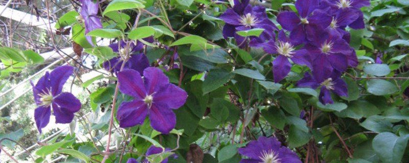 紫罗兰种子的种植方法（紫罗兰花种子的种植方法）