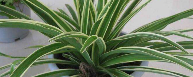 吊兰为什么要放鸡蛋壳 吊兰里面可以放鸡蛋吗