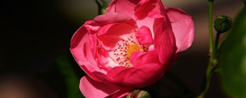 蔷薇是爬藤植物吗 蔷薇花是爬藤植物吗