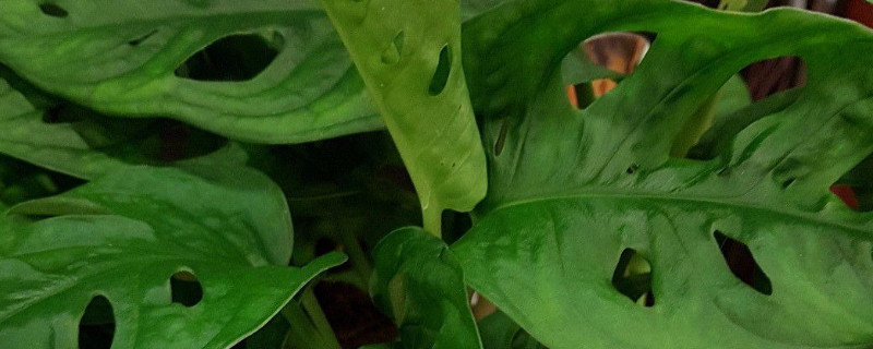 龟背竹能水培吗 龟背竹能水培吗有图片吗